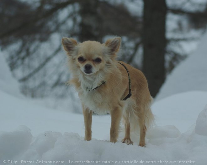 Photo de Chihuahua  poil long