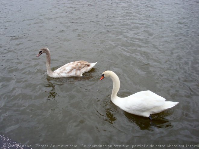 Photo de Cygne