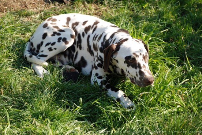 Photo de Dalmatien