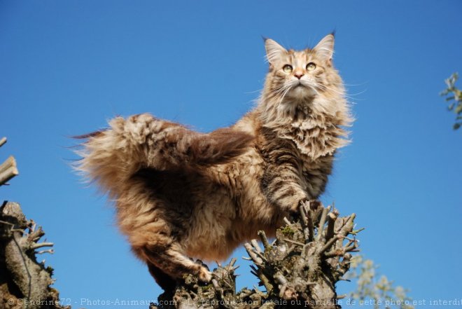 Photo de Maine coon