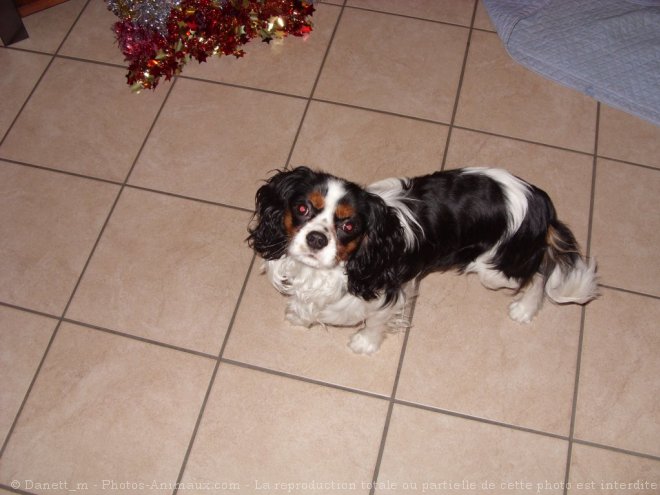 Photo de Cavalier king charles spaniel