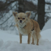 Photo de Chihuahua  poil long