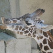 Photo de Girafe