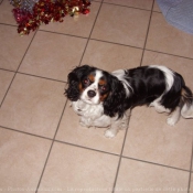 Photo de Cavalier king charles spaniel