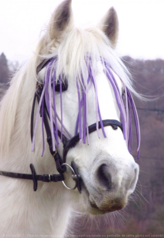 Photo de Camargue