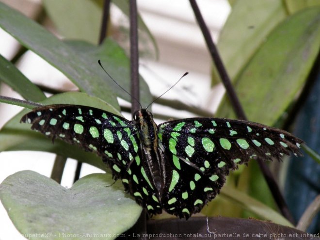 Photo de Papillon