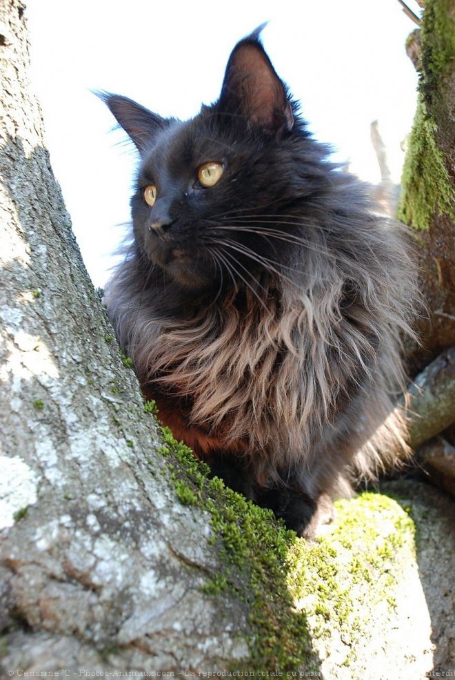 Photo de Maine coon