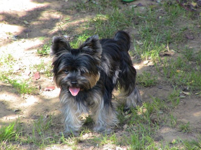 Photo de Yorkshire terrier