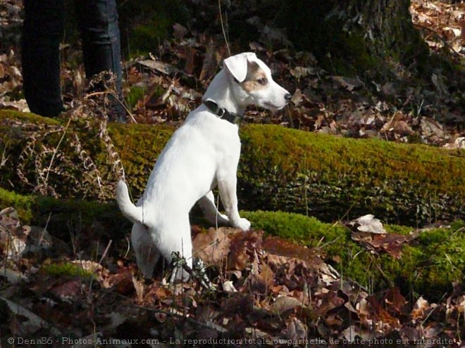 Photo de Jack russell terrier