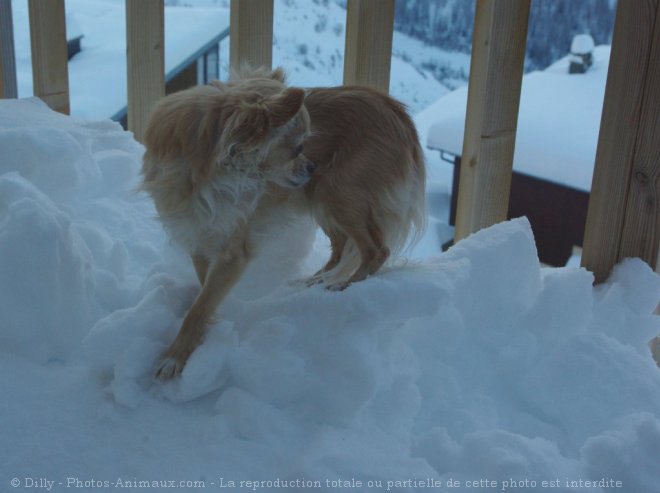 Photo de Chihuahua  poil long