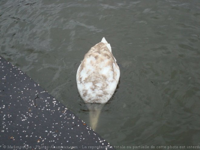 Photo de Cygne