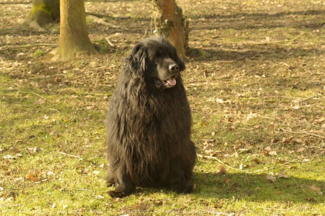 Photo de Chien de terre-neuve