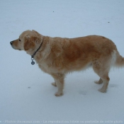 Photo de Golden retriever