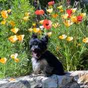 Photo de Yorkshire terrier