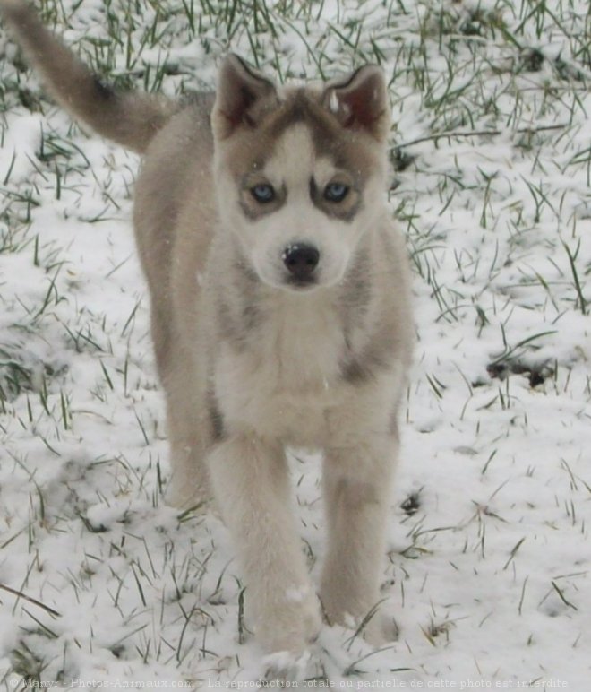 Photo de Husky siberien