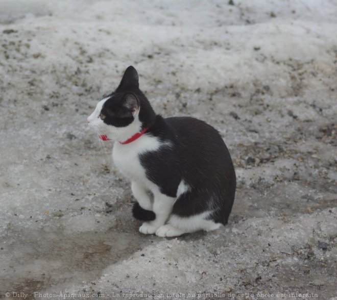 Photo de Chat domestique