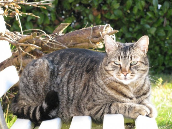 Photo de Chat domestique