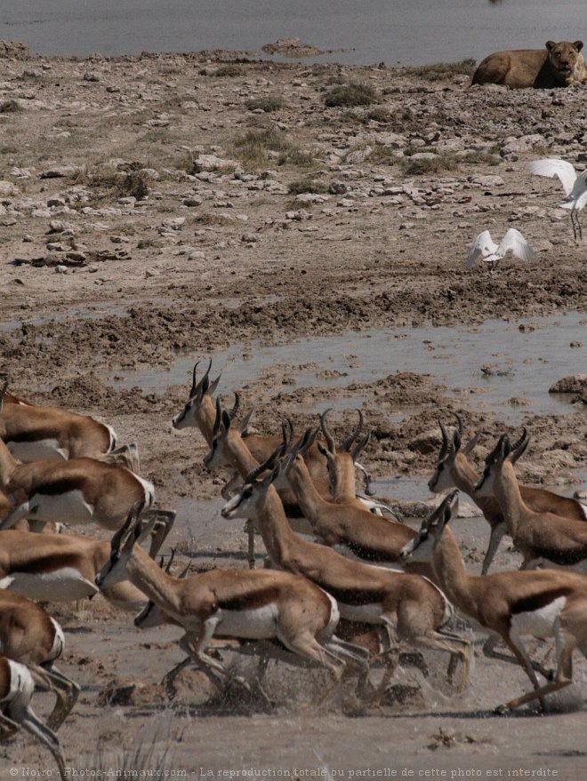 Photo de Gazelle