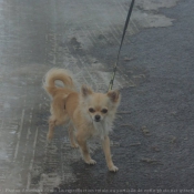 Photo de Chihuahua  poil long