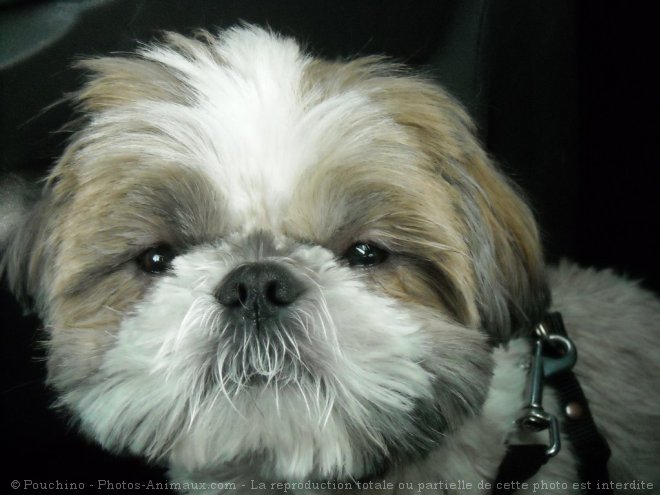 Photo de Shih tzu