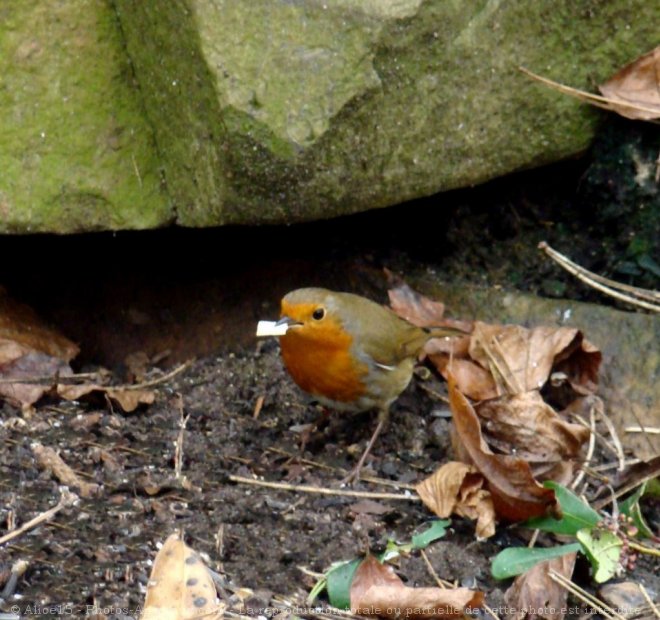 Photo de Rouge gorge