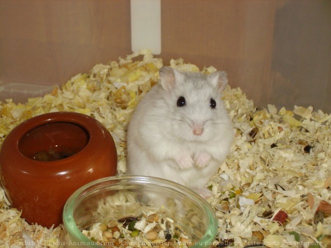 Photo de Hamster