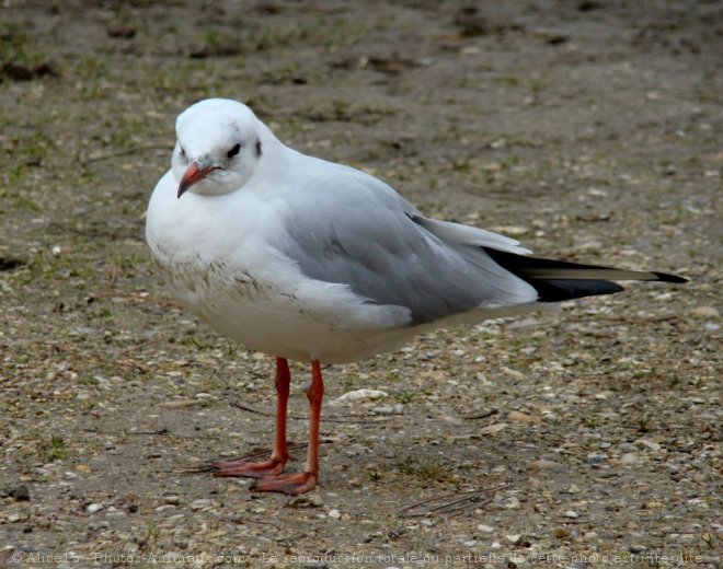 Photo de Mouette