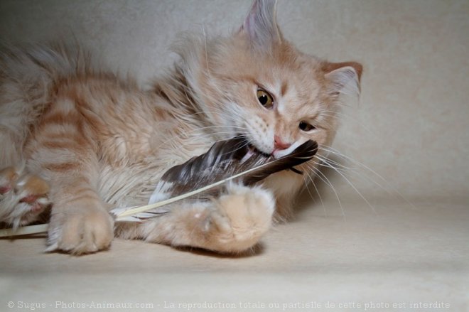 Photo de Maine coon