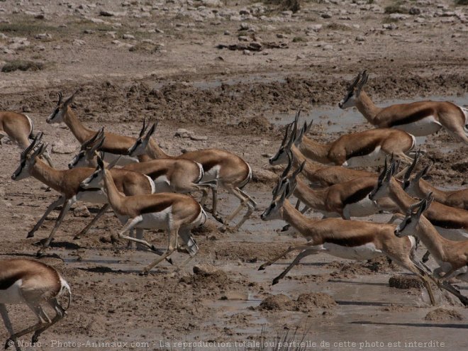 Photo de Gazelle