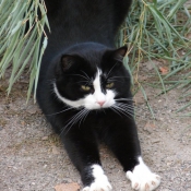 Photo de Chat domestique