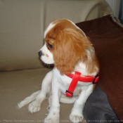 Photo de Cavalier king charles spaniel