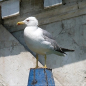 Photo de Mouette