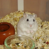 Photo de Hamster