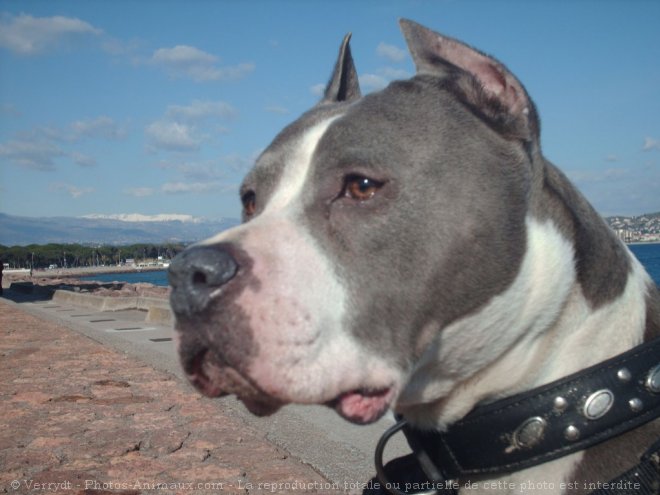 Photo d'American staffordshire terrier