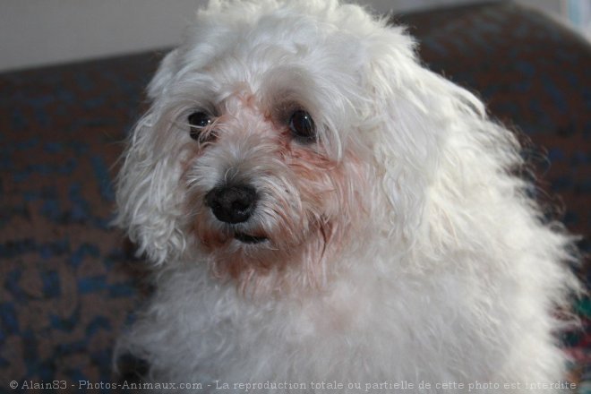 Photo de Bichon maltais