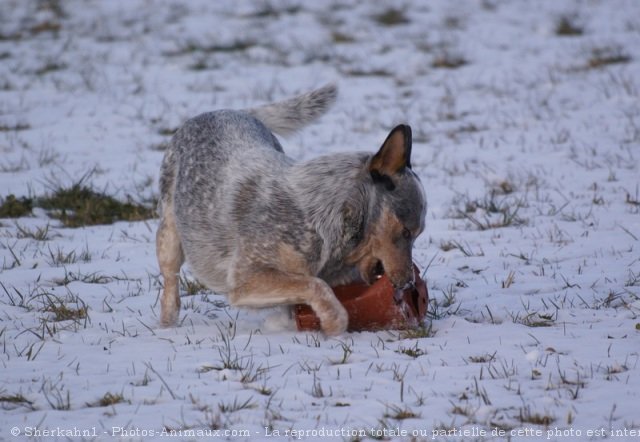 Photo d'Australian cattle dog