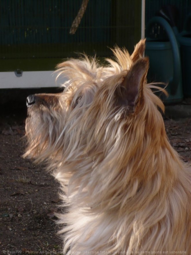 Photo de Cairn terrier