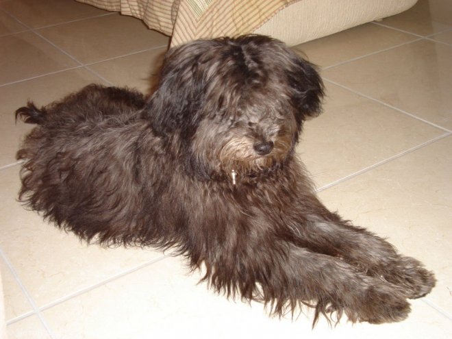 Photo de Bearded collie