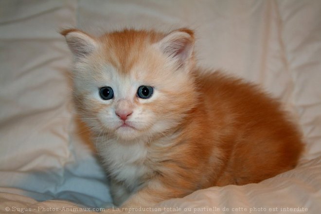 Photo de Maine coon