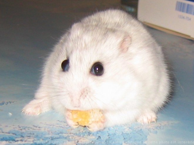 Photo de Hamster