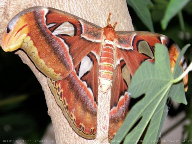 Photo de Papillon