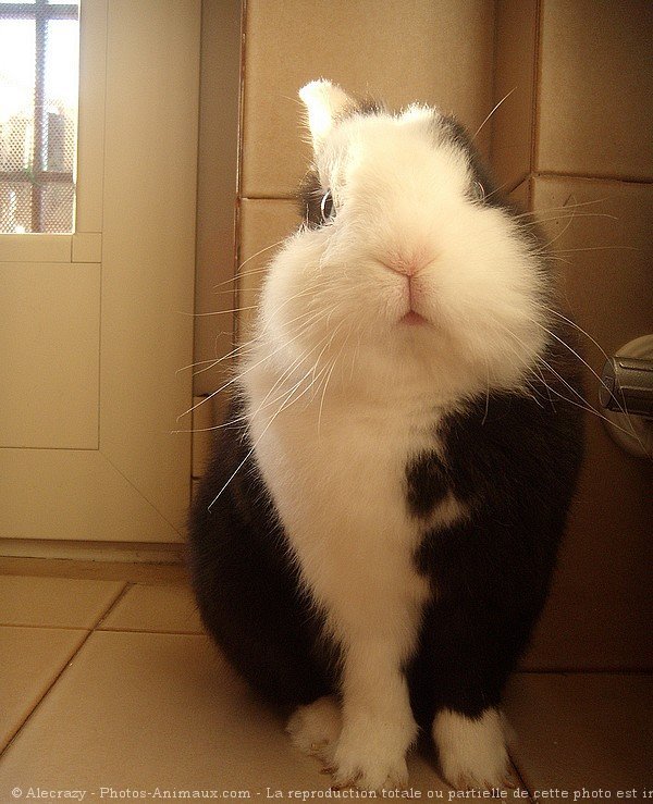 Photo de Lapin