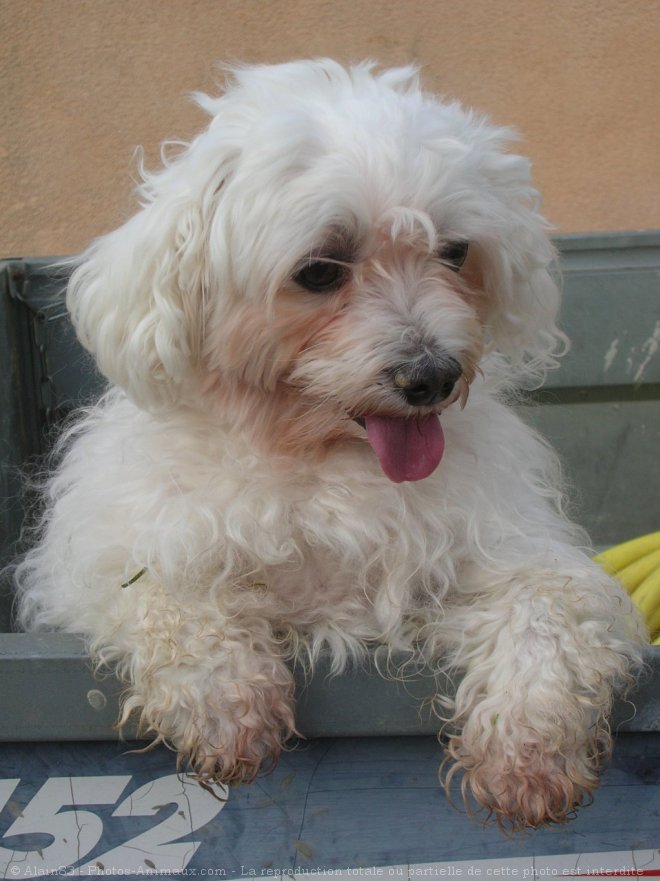 Photo de Bichon maltais