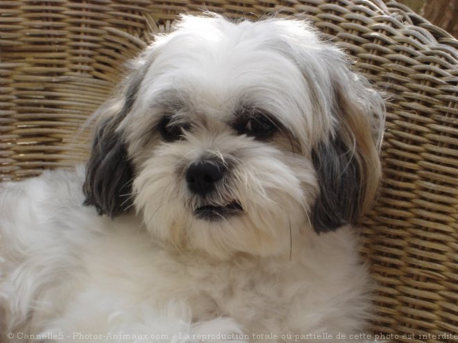 Photo de Shih tzu