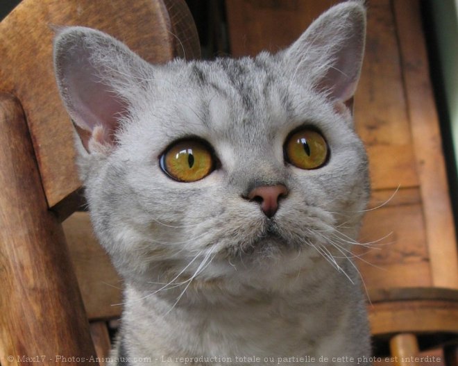 Photo de Selkirk rex poil court