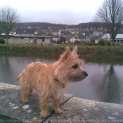 Photo de Cairn terrier