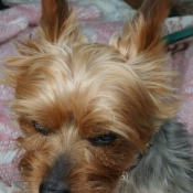 Photo de Yorkshire terrier