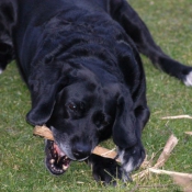 Photo de Labrador retriever