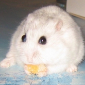 Photo de Hamster