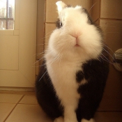 Photo de Lapin